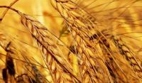 Семена пшеницы озимой Фаворитка