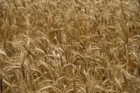 Семена пшеницы озимой Наталка