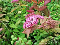 Саженцы Спирея японская "Крупнолистная", Spiraea japonica "Macrophylla"