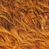 Магистраль пшеница озимая