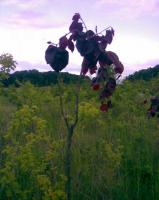 Бук лесной краснолистный, плакучая форма (Fagus sylvatica purpurea pendula)
