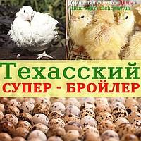 Инкубационное яйцо перепела Техасский