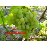 Саженцы винограда Арсеньевский кишмиш