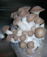 Мицелий белого степного гриба