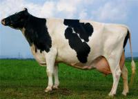 Кормовая смесь Корова Trans Calcium (7664)