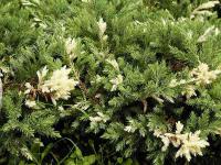 Ялівець davurica 'Простір Variegata'