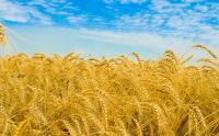 Семена пшеницы озимой Богдана