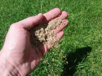Семена газонных трав от производителя от 5 кг