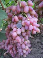 Саженцы винограда Преображение