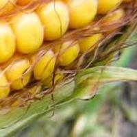 Семена кукурузы Евро 301 МВ