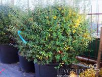 Саженцы Бирючины обыкновенной (Ligustrum vulgaris) 40-60 см