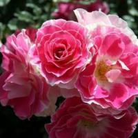 Саженцы розы флорибунды Регенсберг