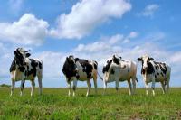 Минерально - витаминный концентрат КДЛ для дойных коров