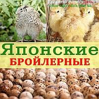 Инкубационное яйцо перепела Японские