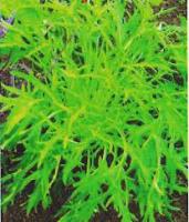 Семена салата Мизуна зеленый 5г