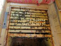 Бджолосім’ї карпатських бджіл