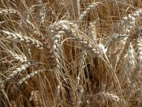 Насіння пшениці Лазурна
