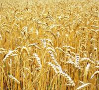 Семена пшеницы озимой Золотоколоса