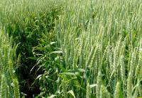 Семена пшеницы озимой Знахидка Одесская