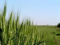 Насіння пшениці озимої Богдана