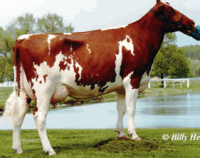 Генетический материал быков-производителей