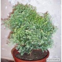 Криптомерия голубая