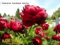 Саженцы пиона Buckeye belle