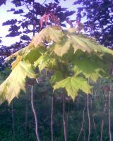 Клен гостролистий золотолистий (Acer platanoides Gold)
