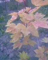 Клен явор брилиантоволистный Acer pseudoplatanus Brilliantissimum