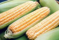 Гибрид кукурузы DKC 2787 компании Monsanto