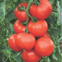 Томат Абелус F1 семена высокоурожайного индетерминантного гибрида томата с наибольшей отдачей