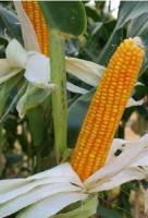 Семена кукурузы Маисадур МАС 37.В, Maisadour MAS 37.V ФАО 340