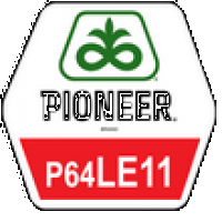 Семена подсолнечника Пионер П64ЛЕ11, Pioneer P64LE11, Экспресс, Express Sun