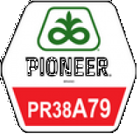 Семена кукурузы Пионер ПР38А79, Pioneer PR38A79