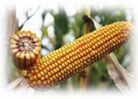 Семена кукурузы Евралис ЕС Сириус ФАО 200