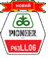 Семена подсолнечника Пионер П63ЛЛ06, Pioneer P63LL06