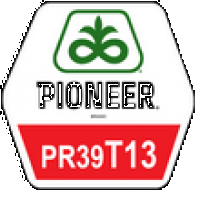 Семена кукурузы Пионер ПР39Т13, Pioneer PR39T13