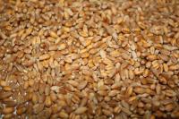 Семена яровой пшеницы канадской, чешской, украинской селекции. Урожай до 90ц/га
