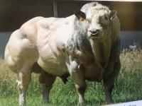 Хранение спермы быков | ООО «Коджент Рус»