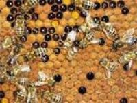 Пчелопакеты Украинская степная