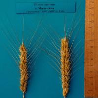 Озима пшениця Малинівка Еліта