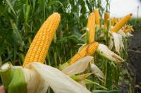 Семена кукурузы Серпанок МВ ин-т им. Юрьева FAO 270