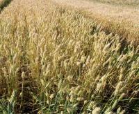 Семенной озимой пшеницы сорт Колониа (Франция)