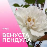 Роза плетистая Венуста Пендула