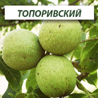 Саженцы грецкого ореха Топоривский (Трехлетний)