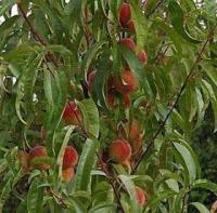 Саженцы персика Фрост