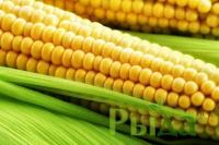 Семена кукурузы Хортица