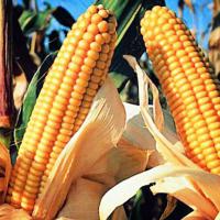 Семена кукурузы гибрида Любaва 279 МВ (F1) ФАО – 270