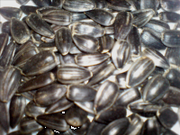 Семена подсолнечника Мастер, 1 репродукция