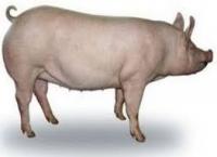 Белковая добавка для быстрого роста свиней поросят